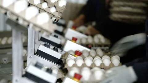 Workers pack trays with eggs in boxes. Packing eggs in trays at a poultry farm Video stock 74294780