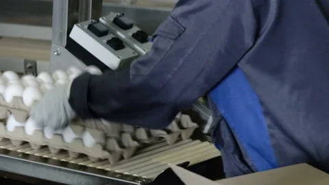 Workers pack trays with eggs in boxes. Packing eggs in trays at a poultry farm Stock Footage 74295887