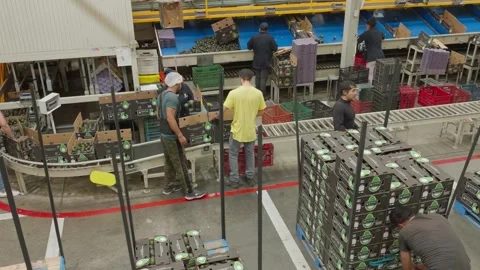 Workers Packing Avocado Cartons Beside Conveyor in Processing Facility Stock Footage 339975689