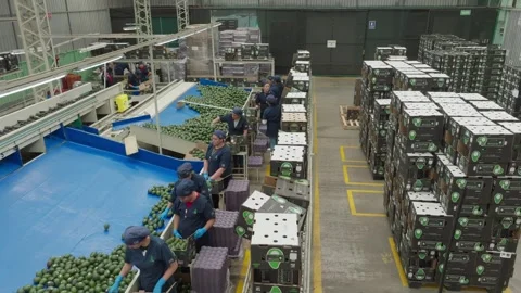 Workers Packing Avocados Beside Conveyor System and Export Cartons Stock Footage 339975714