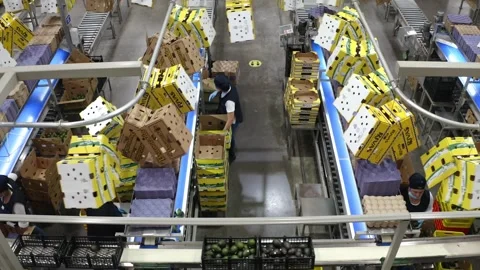 Workers Packing Avocados into Cardboard Boxes on Conveyor Line Stock Footage 341179249