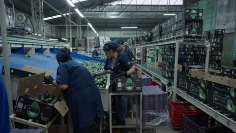 Workers Packing Sorted Avocados into Boxes in Processing Facility Stock Footage 339842060