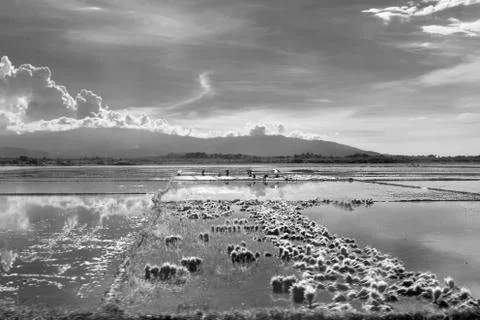 Workers in a paddy field Stock Photos