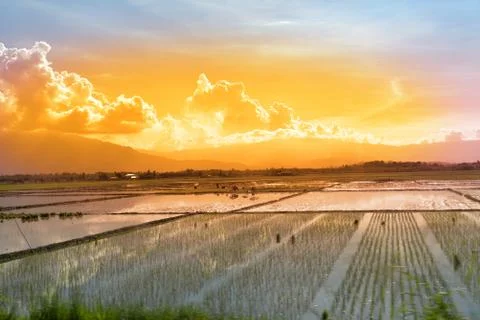 Workers in a paddy field at sunset Foto stock
