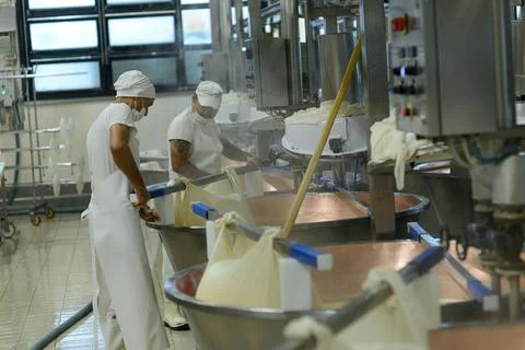 Workers in a Parma dairy meticulously process milk into cheese using age-ol.. Stock Photos