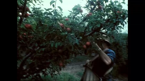 Workers Pick Apples in Tasmanian Orchard, 1976 Stock Footage 339065975