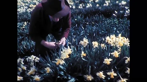 Workers Pick Daffodils for Market in Australia, 1970s Видео 339866405