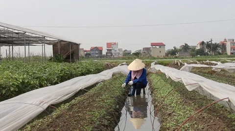 Workers pick up the grass Stock Footage 64578362