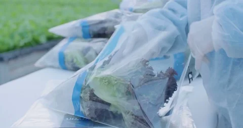 Workers picking and packing hydrophonic lattuce in a large greenhouse Stock Footage 83623996