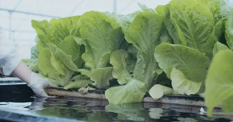 Workers picking and packing hydrophonic lattuce Stock Footage 83625095