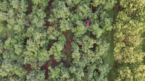 Workers picking Avocado Stock Footage 167404325