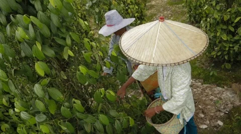 Workers Picking Black Pepper Stock Footage 61460263