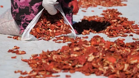 Workers picking Dried Tomatoes11 Stock Footage 294079106