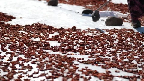 Workers picking Dried Tomatoes13 Stock Footage 294079115
