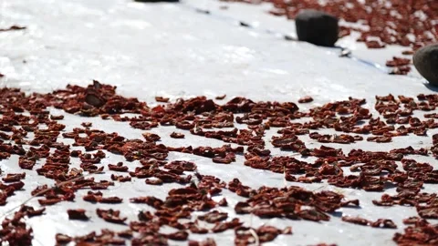 Workers picking Dried Tomatoes14 Stock Footage 294079807