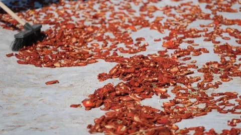Workers picking Dried Tomatoes15 Stock Footage 294079362