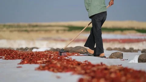 Workers picking Dried Tomatoes6 Stock Footage 294079342