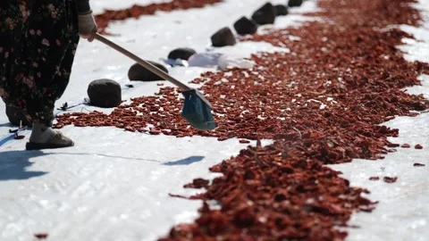 Workers picking Dried Tomatoes7 Stock Footage 294079518