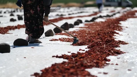 Workers picking Dried Tomatoes8 Stock Footage 294079470