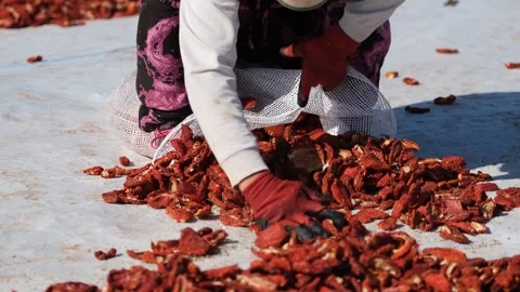 Workers picking Dried Tomatoes9 Stock Footage 294079717