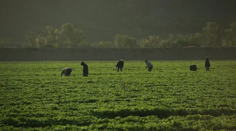Workers picking fruits / vegetables Stock Footage 37125821