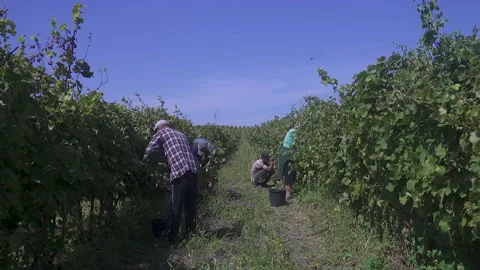 Workers picking grapes between the rows of the vineyard, on a bright, sunny day. Stock Footage 155465472