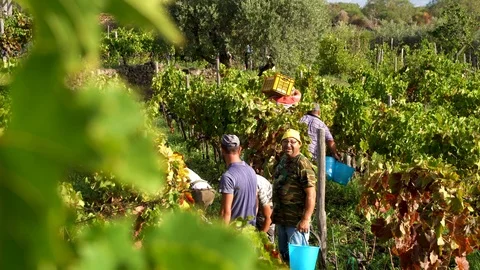 Workers picking the grapes from the grapevine during the harvesting Video stock 116657570