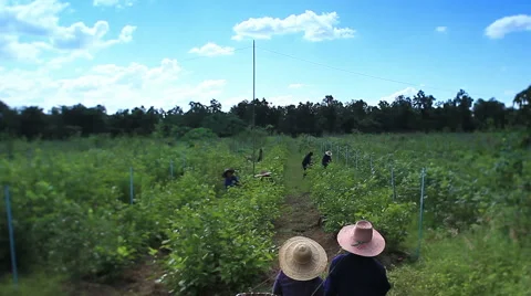 Workers picking leaves from mulberry trees for silk   production. Video stock 60595067