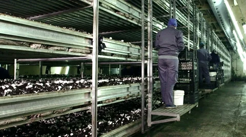 Workers picking mushrooms Stock Footage 50305475