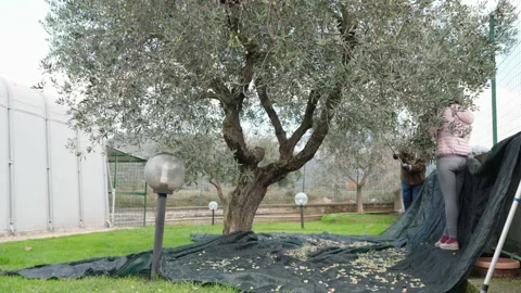 Workers picking ripe olives on field plantation, rich seasonal harvest Video stock 221849401