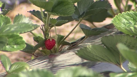 Workers picking strawberries in the garden Stock Footage 75727018