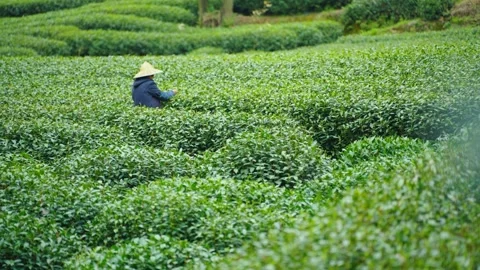 Workers picking tea in a Chinese tea plantation Stock Footage 312987006