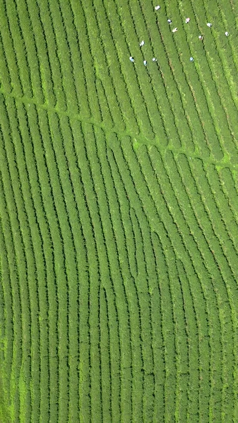 Workers picking tea leaves on a tea plantation in Thailand. Stock Footage 249391412