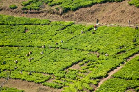 Workers Picking Tea Stock Photos