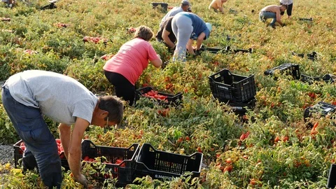 Workers picking tomtoes in summer- August 2017, Rossano, Italy Stock-Footage 87350514
