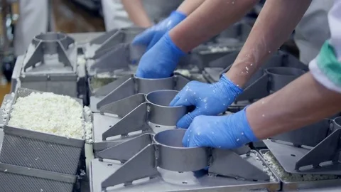 Workers place covering for flat curd basins before pressing. Stock Footage 79218578