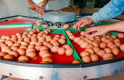 WORKERS PLACE EGGS INTO AUTOMATIC EGG SEPARATING MACHINE Stock Photos