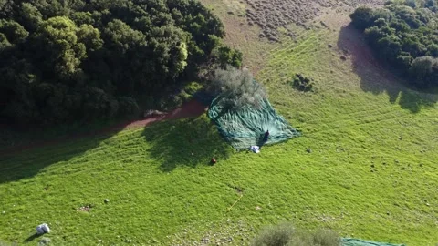 Workers placing nets around ancient olive tree in lush valley landscape Stock Footage 344096653