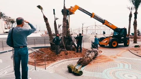 Workers plant palm trees Stock Footage