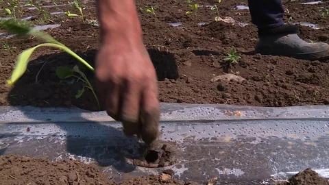 Workers plant seedlings in the fields Vidéo 123045664