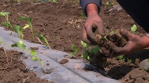 Workers plant seedlings in the fields Stock Footage 123045666