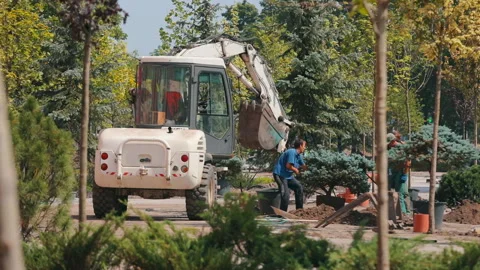Workers plant a tree in the city. A large tree is planted in the city. Greening Stock Footage 167009672