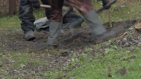 Workers plant a tree sapling using shovels to tamp the soil. Stock-Footage 147969197