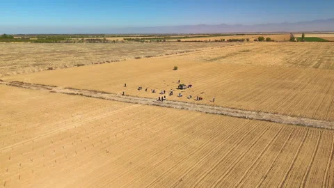 Workers plant young trees on plantations along the road and transport the seedli Stock Footage 335874460