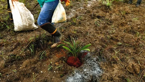Workers planting palm tree seedlings with care, than hoeing the ground Stock Footage 101690810