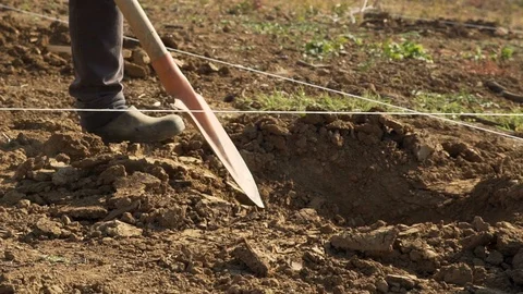 Workers planting plum trees, dig with shovel Stock Footage 98754381