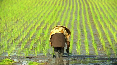 Workers planting rice seedlings in the fields of Java Indonesia South East Asia Video stock 67393792