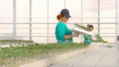 Workers planting tomato sprouts Stock Footage 74057698