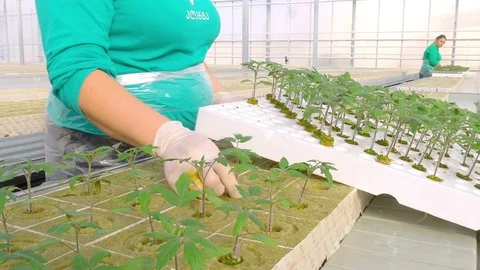 Workers planting tomato sprouts Stock Footage 74060271