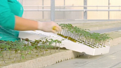 Workers planting tomato sprouts Stock Footage 74060342